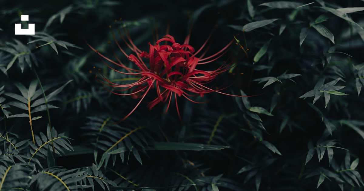 Une fleur rouge au milieu d’une forêt photo – Photo Lycoris Gratuite ...