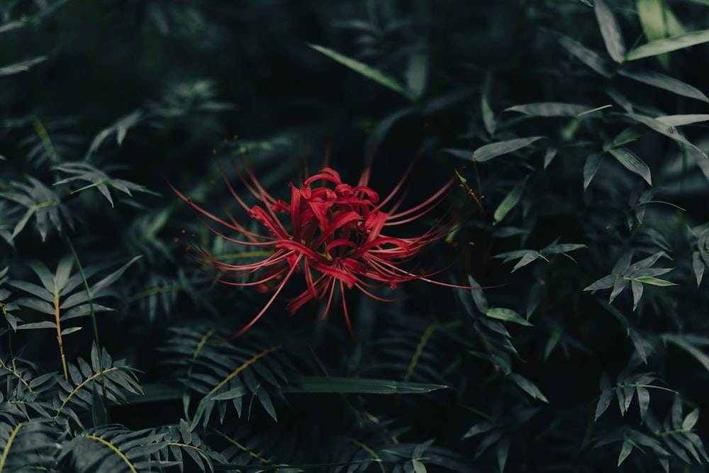 a red flower in the middle of a forest