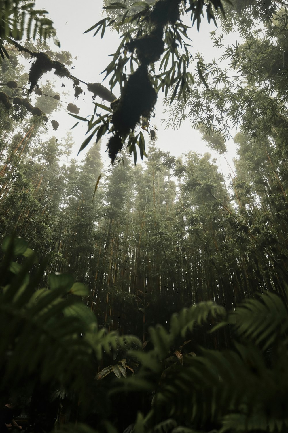 a forest filled with lots of tall trees