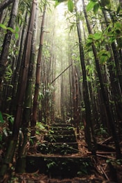 a path in the middle of a bamboo forest