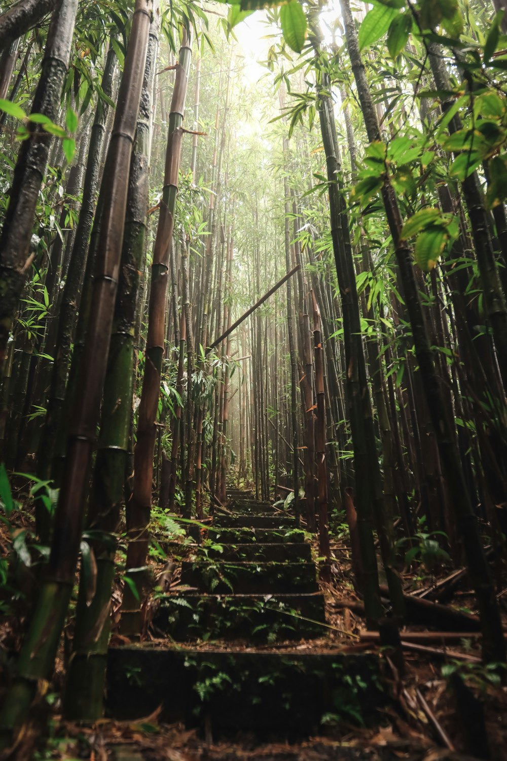 a path in the middle of a bamboo forest