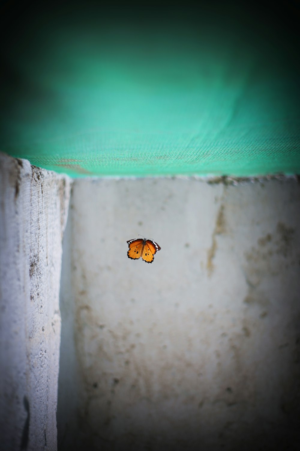 a small orange butterfly sitting on top of a cement wall