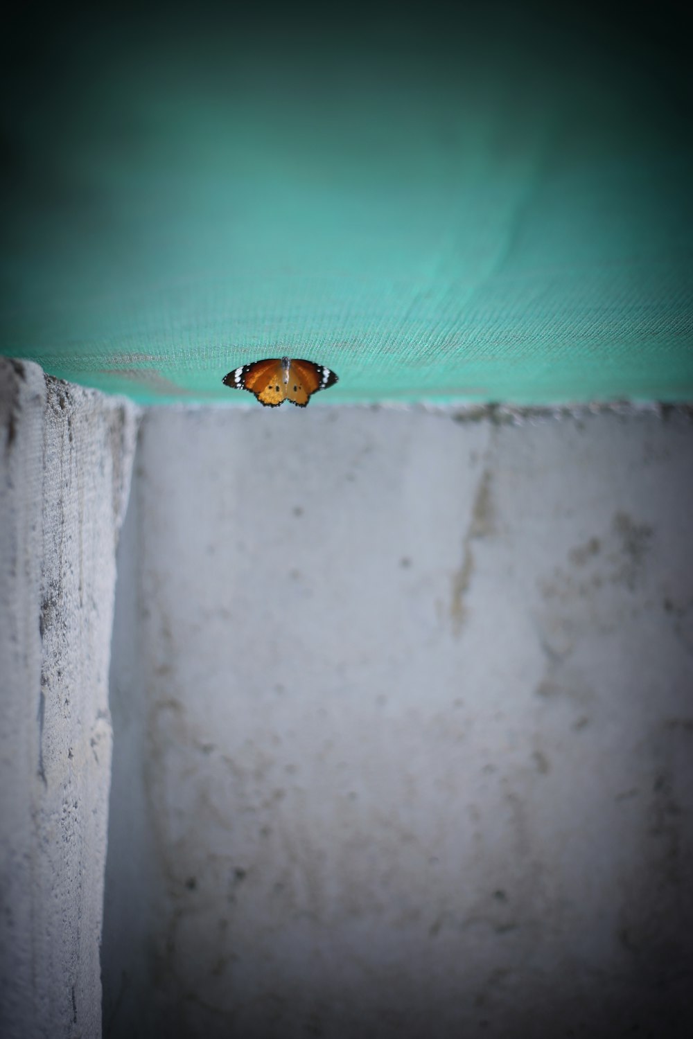 a close up of a butterfly on a wall