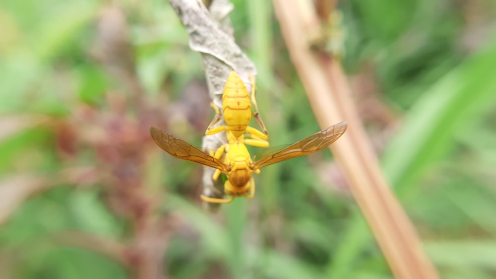 a close up of a yellow insect on a plant