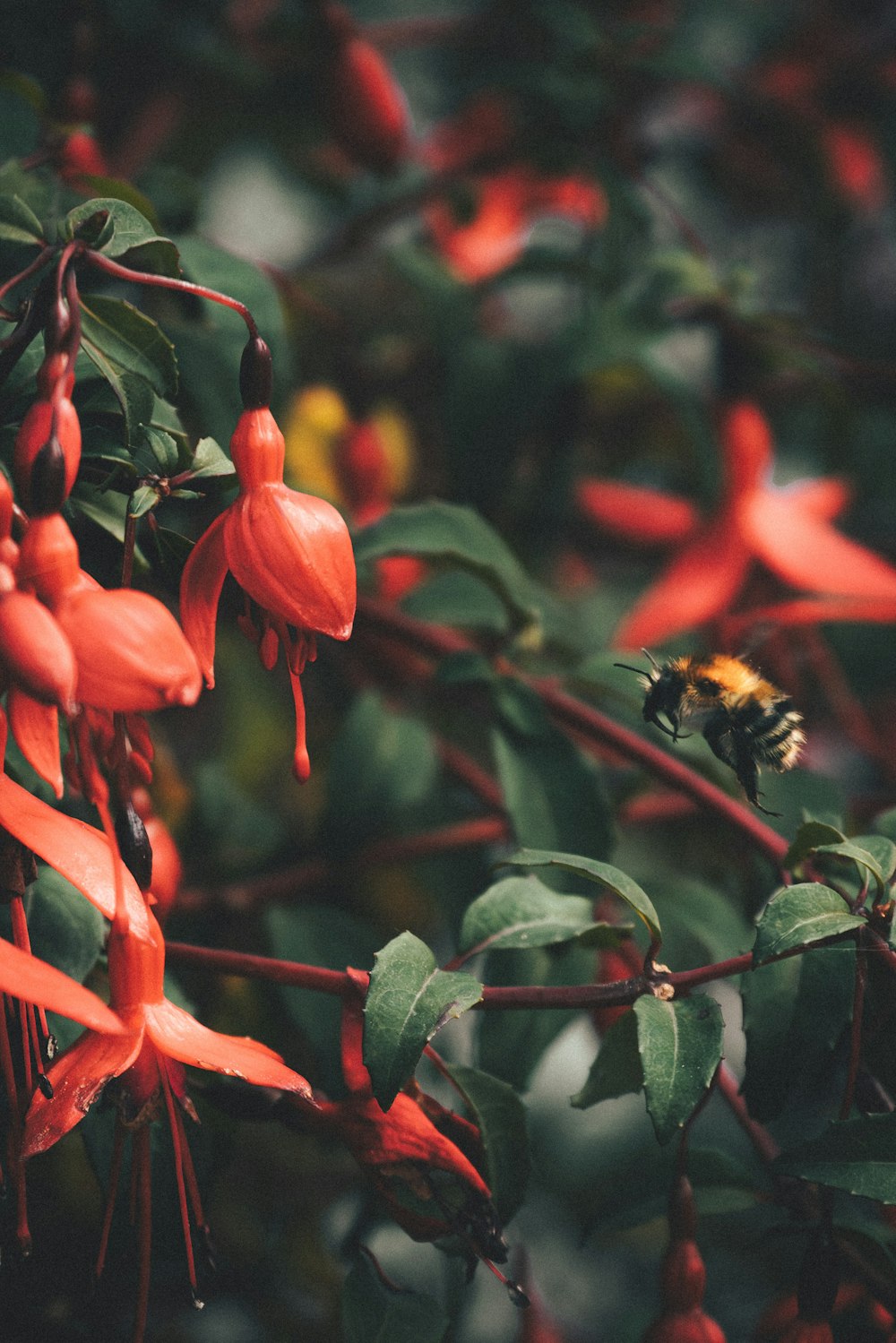 a close up of a flower with a bee on it