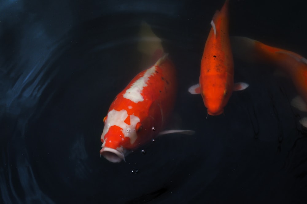 two orange and white koi fish swimming in a pond