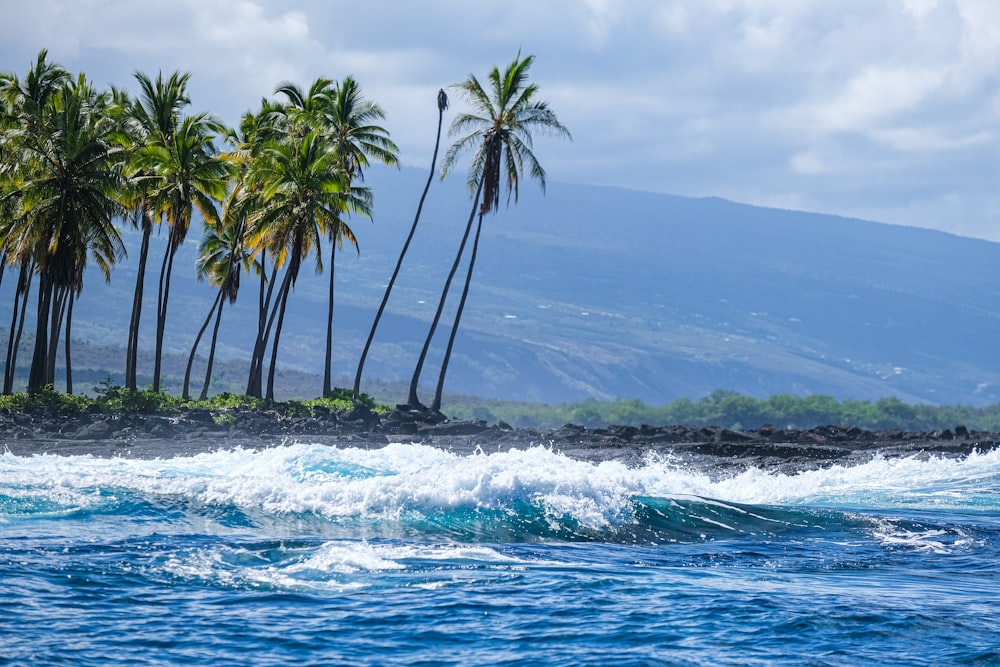 palmeiras alinham a costa de uma ilha tropical