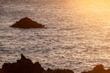 Golden sunset casting warm light over the calm ocean and rocky coastline of Noronha