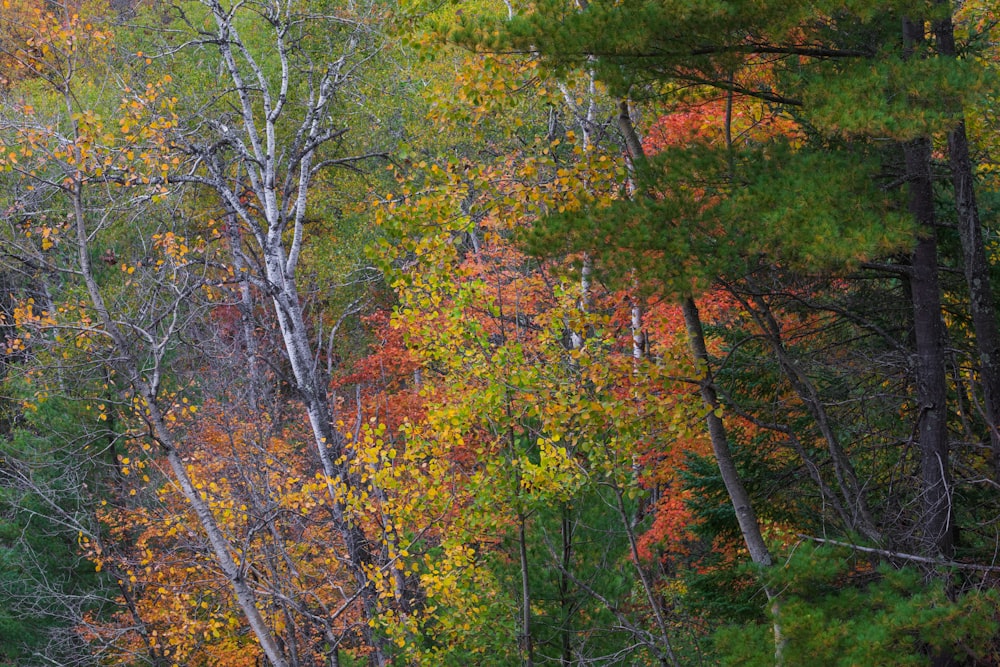 a forest filled with lots of trees covered in leaves