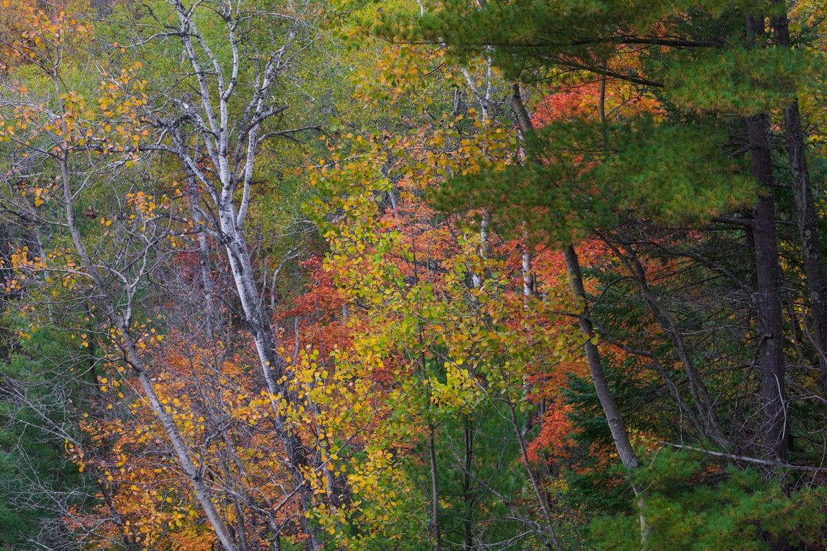 Wisconsin forest in peak fall foliage with orange and red leaves