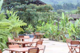Outdoor patio with dining table surrounded by tropical plants.