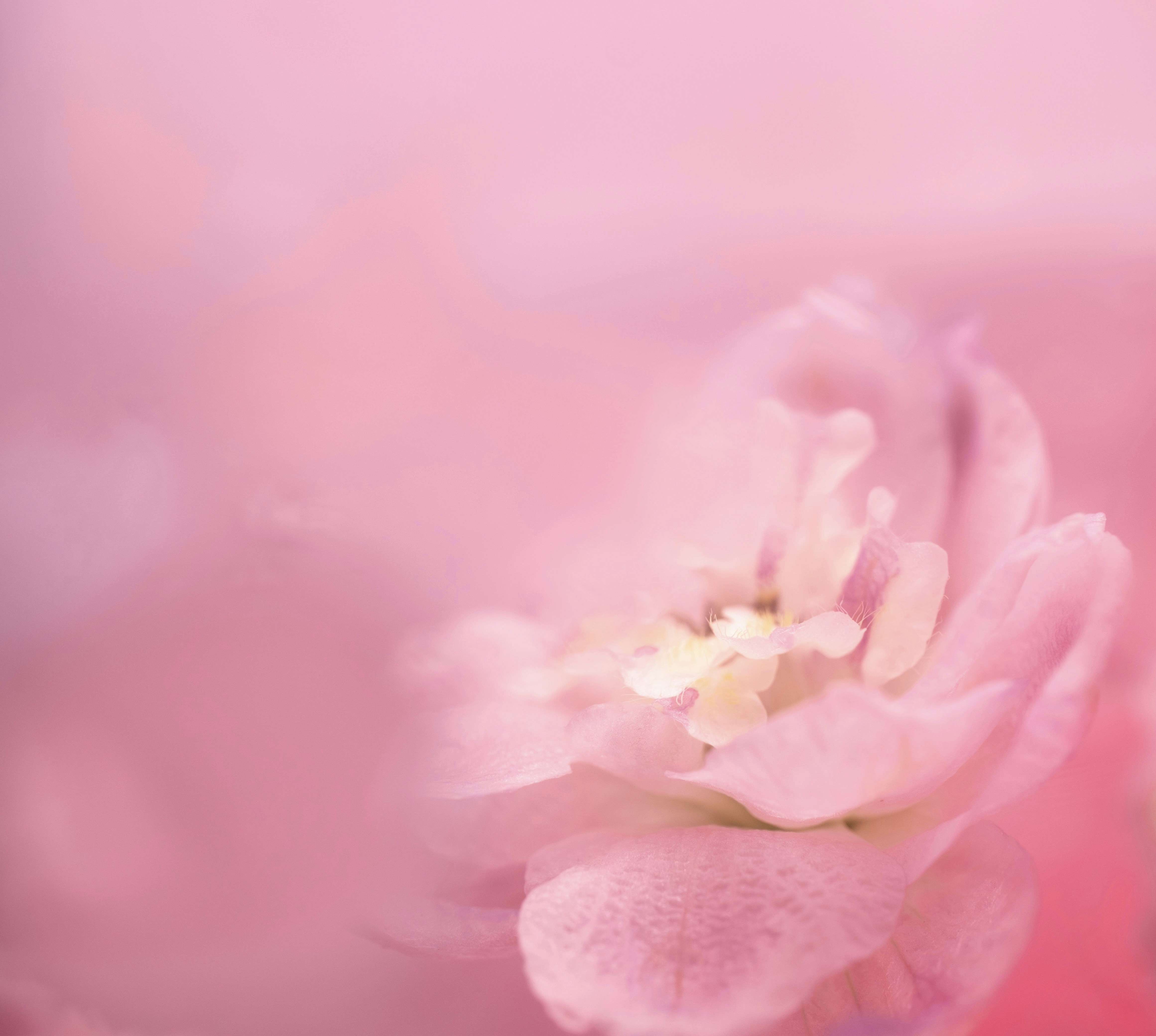 Gros plan d’une fleur rose avec un arrière-plan flou