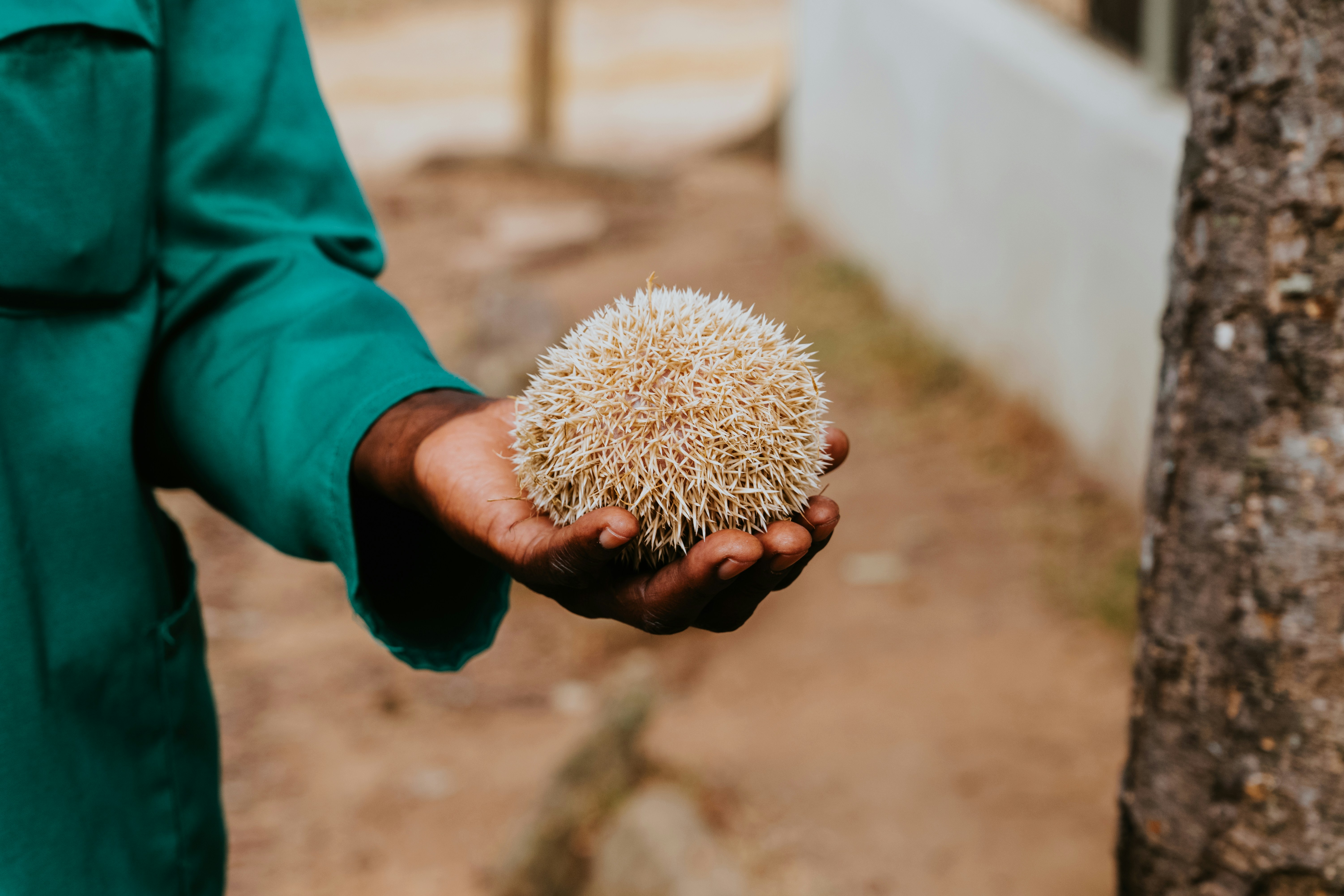 a person holding a small white object in their hand