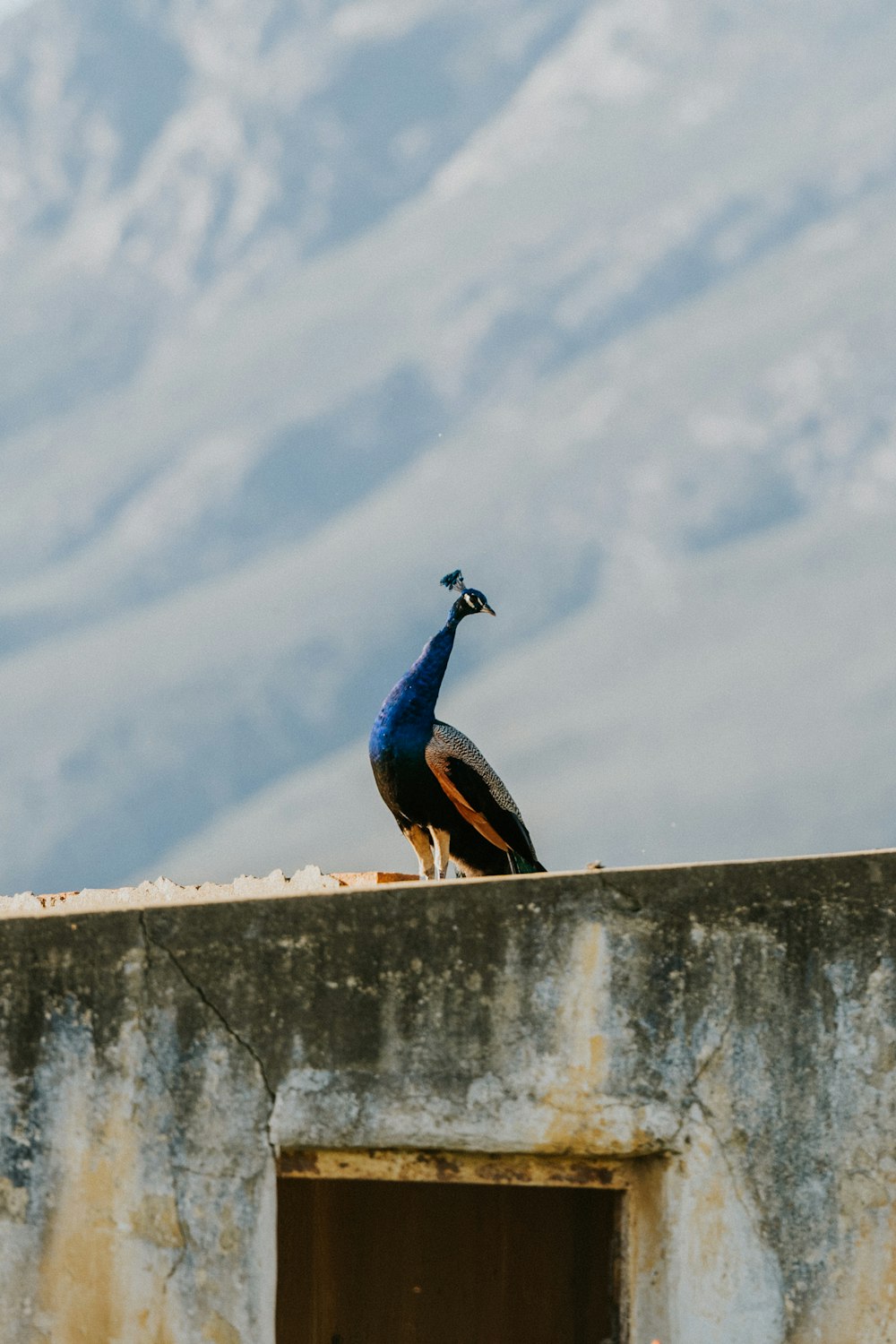 a blue and brown bird sitting on top of a cement wall