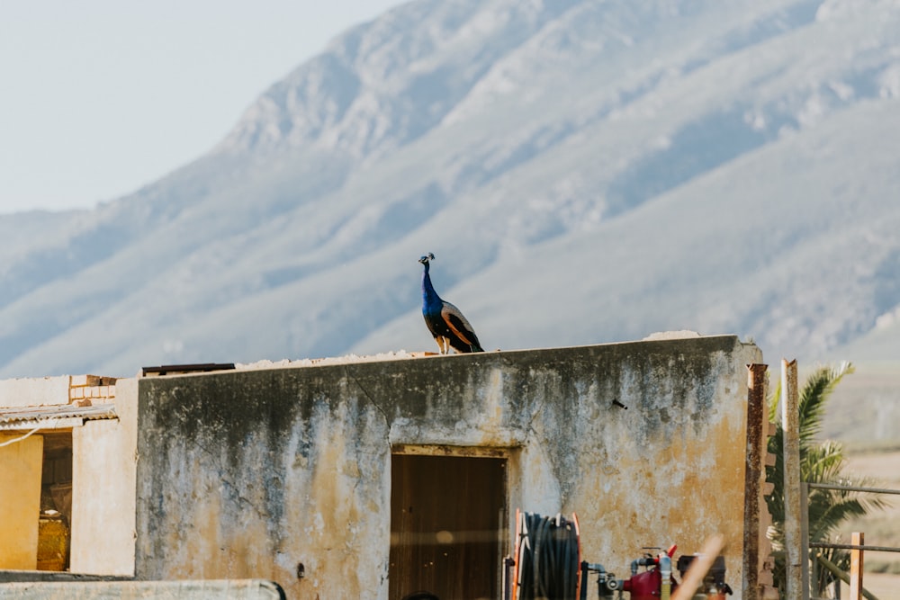 Un pájaro está sentado en lo alto de un edificio