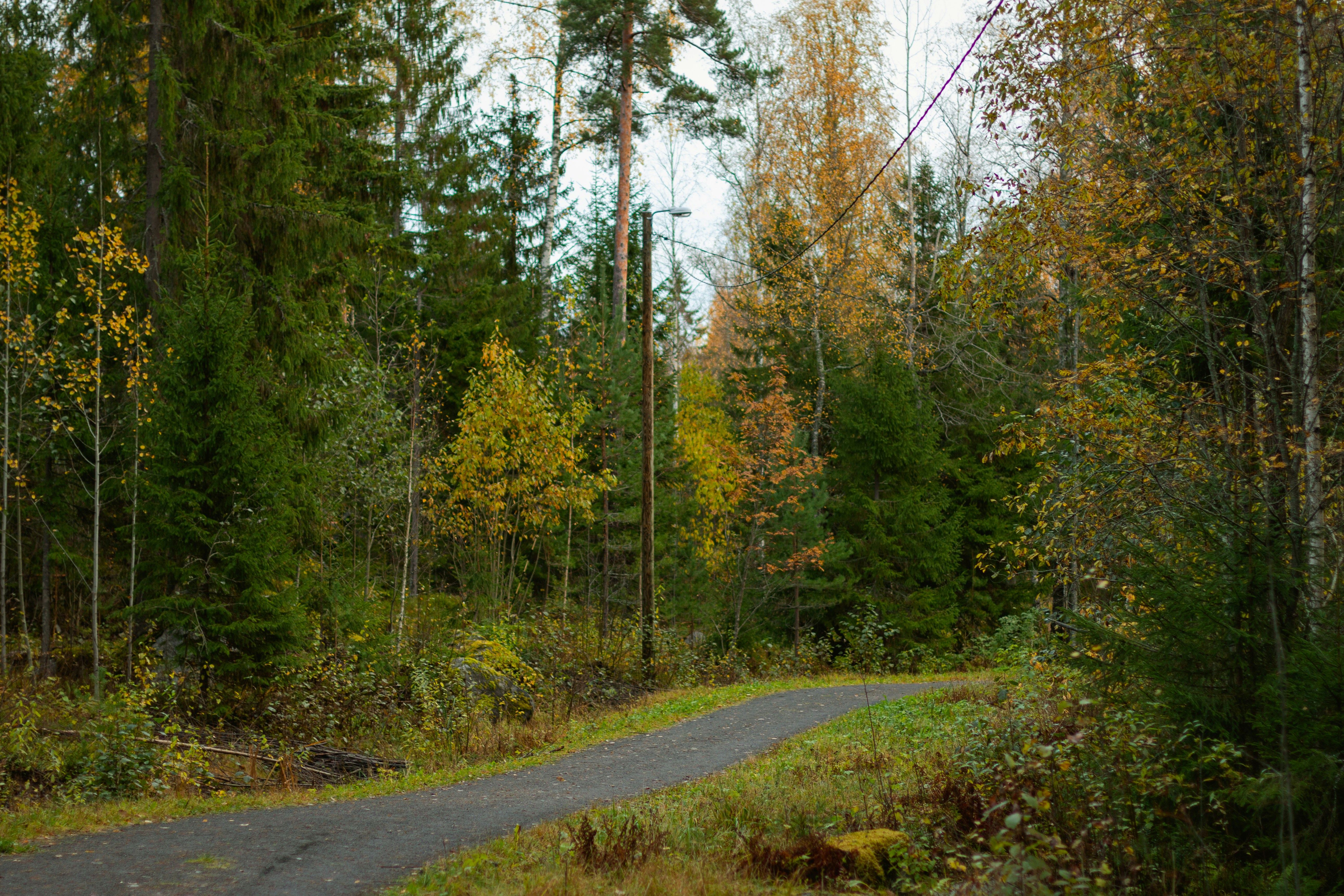 A road in the middle of a forest photo – Free Autumn Image on Unsplash