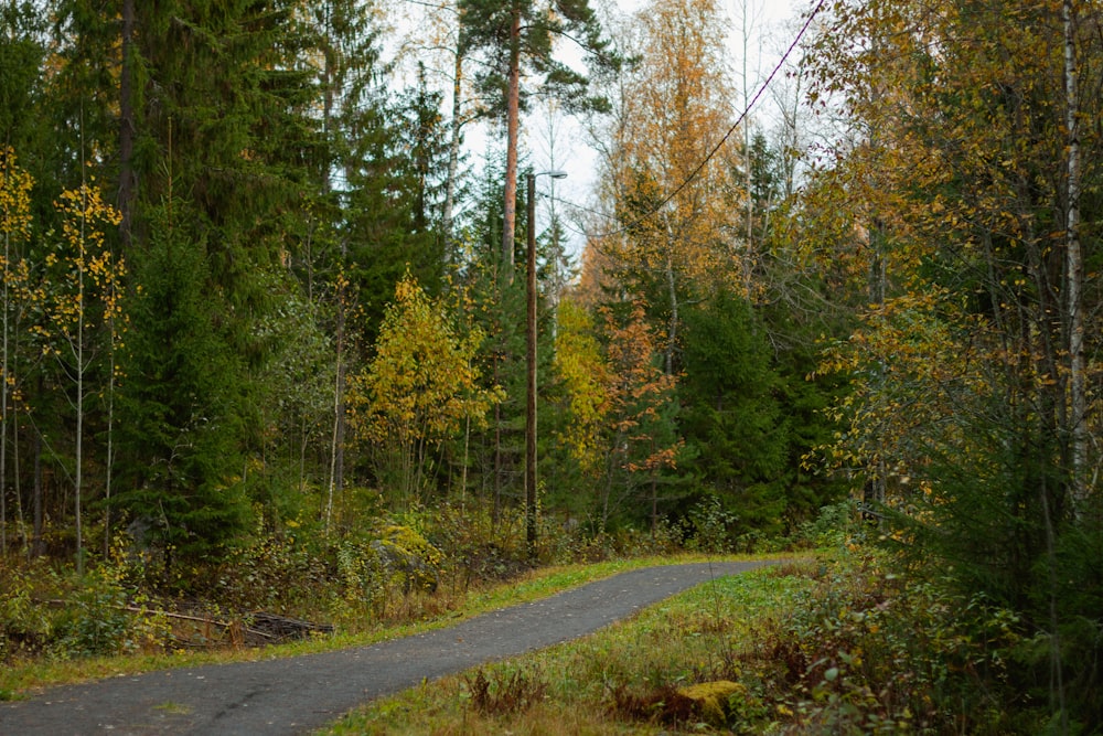 a road in the middle of a forest