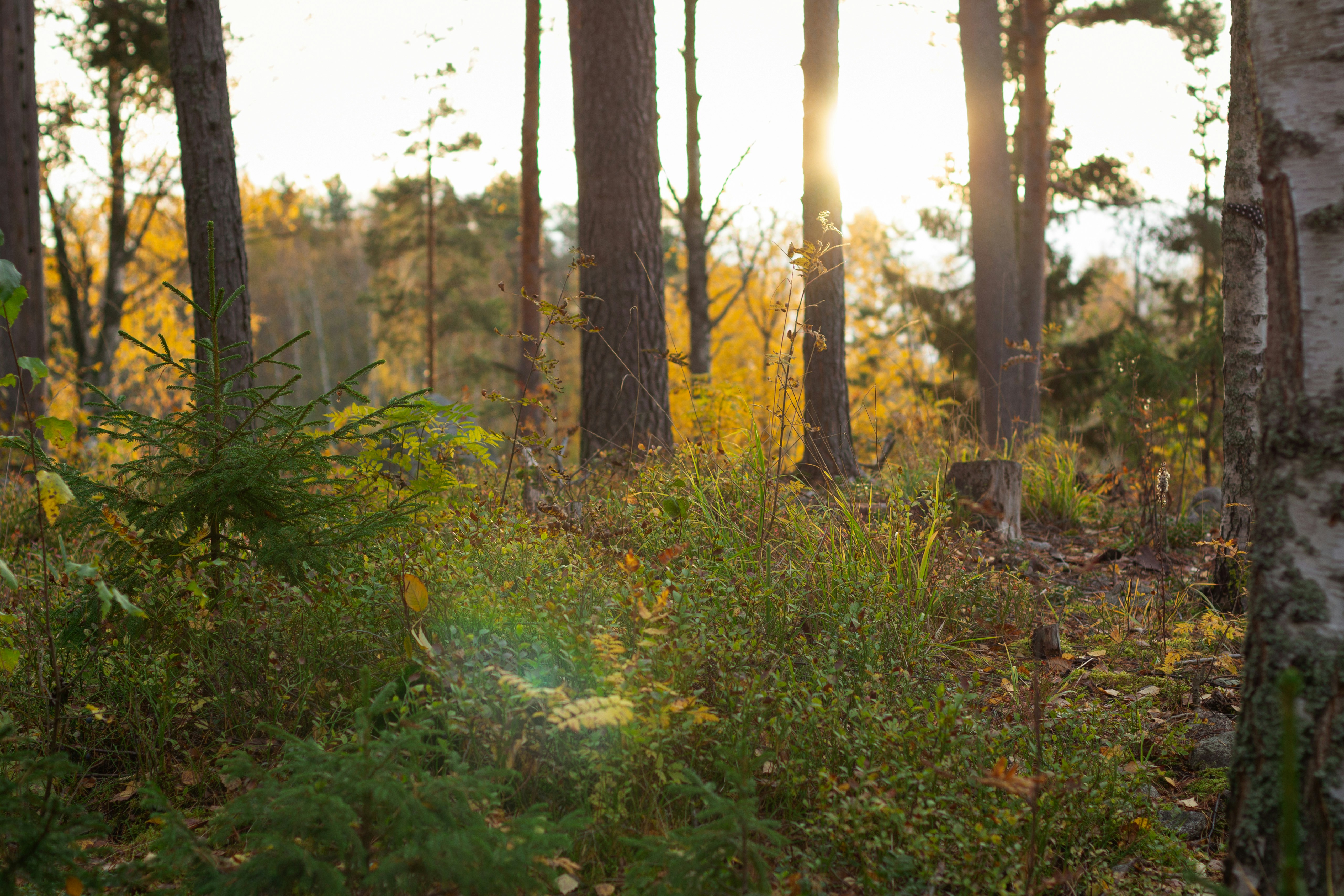 The Vital Role of Biodiversity in Our Ecosystems