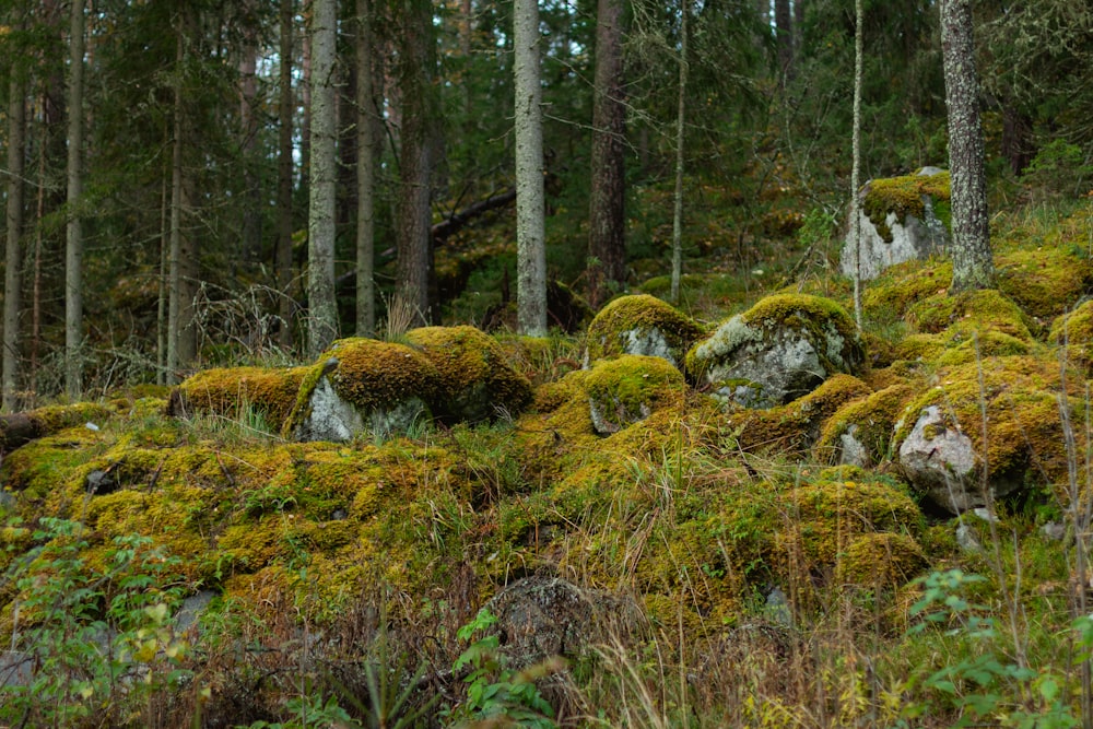a group of moss covered rocks in a forest