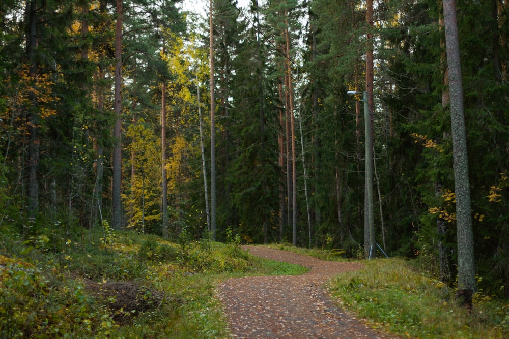 a dirt path in the middle of a forest