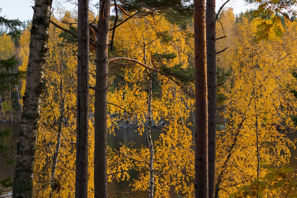 a forest filled with lots of trees covered in yellow leaves