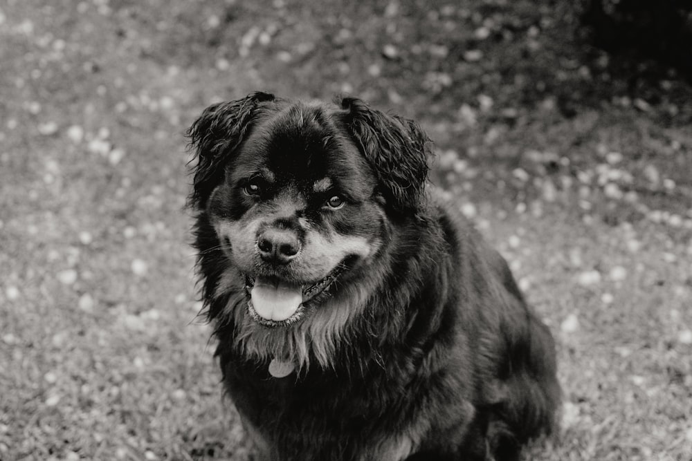 a black and white photo of a dog sitting in the grass