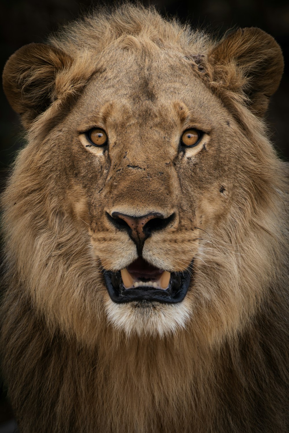 a close up of a lion's face with a black background