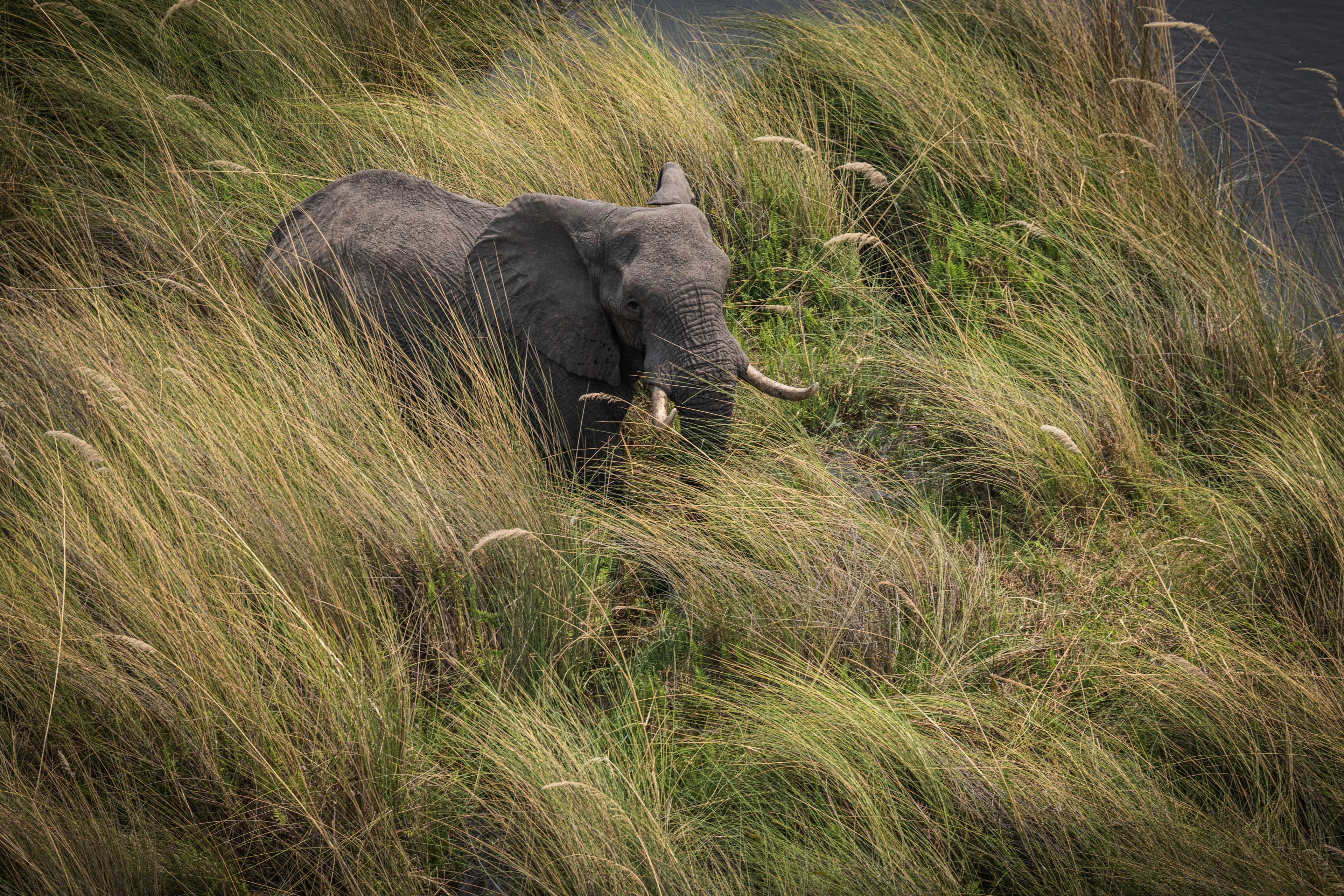 An elephant in tall grass in the wetlands of the Okavango Delta, photographed from a helicopter