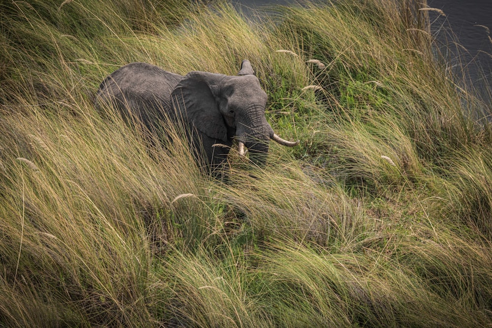 an elephant walking through tall grass near a body of water