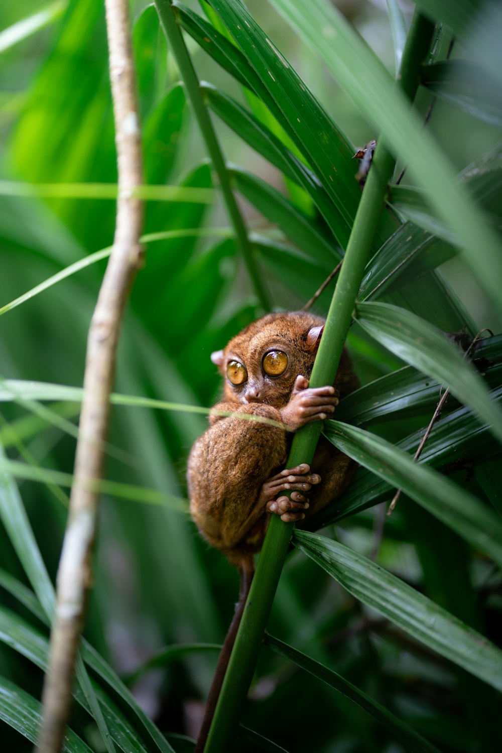 a small brown animal sitting on top of a green plant