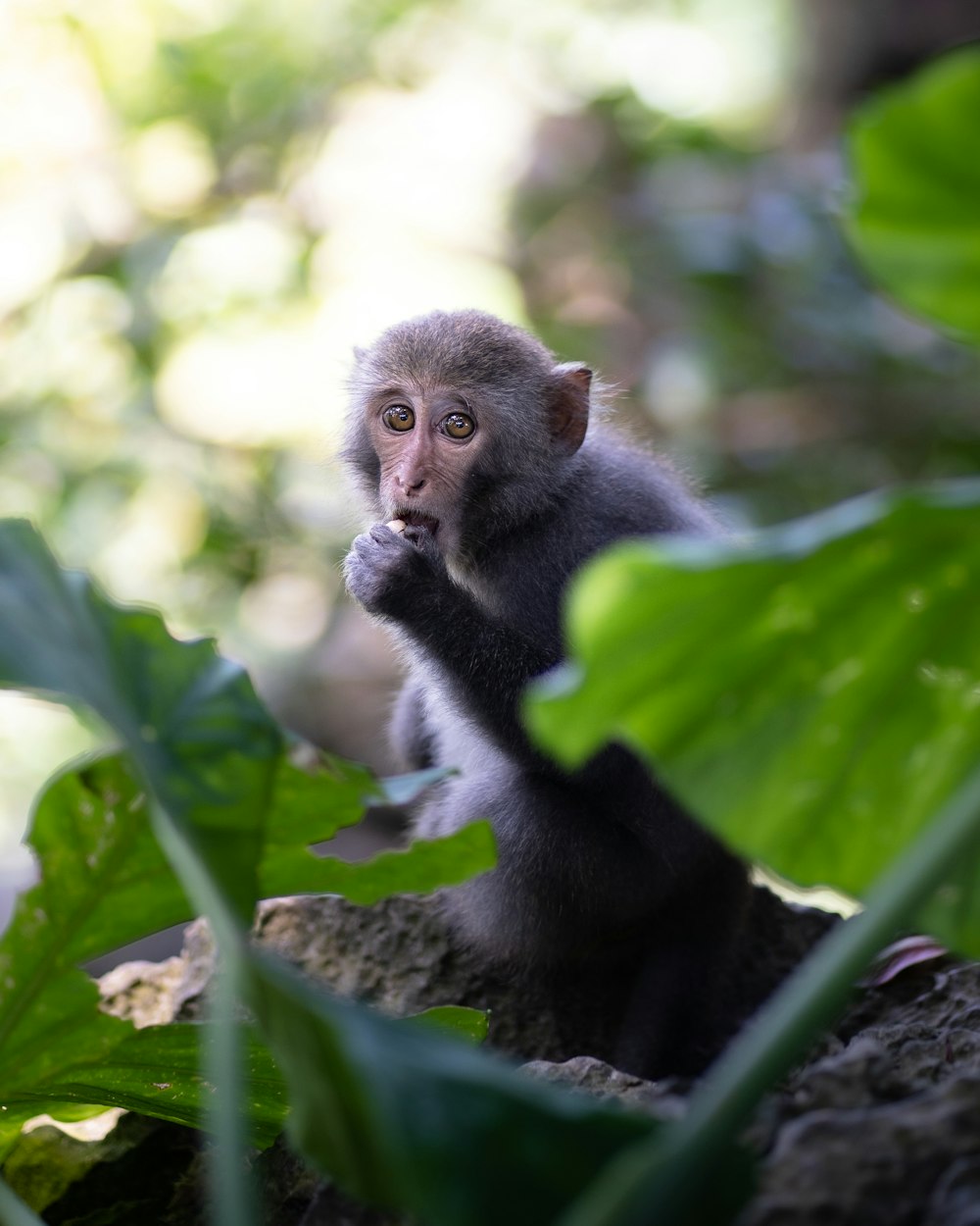a small monkey sitting on top of a lush green forest