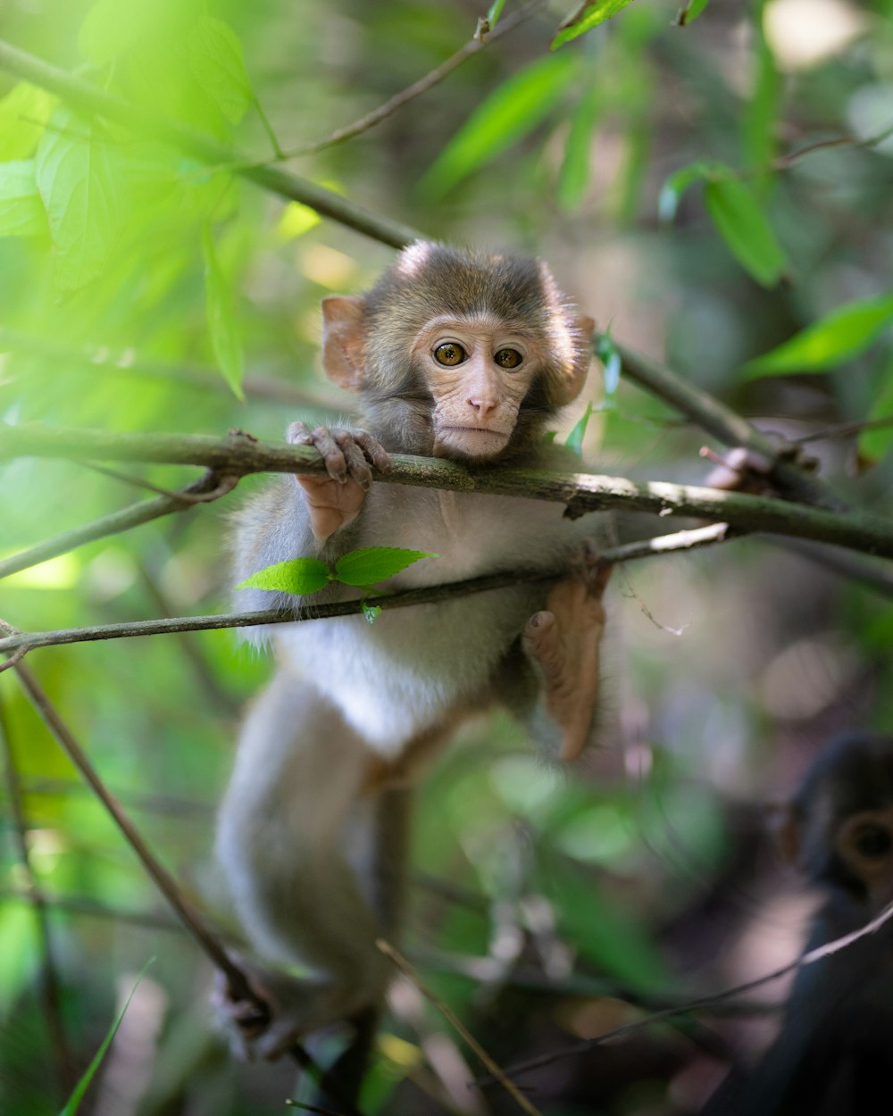 a small monkey sitting on a tree branch