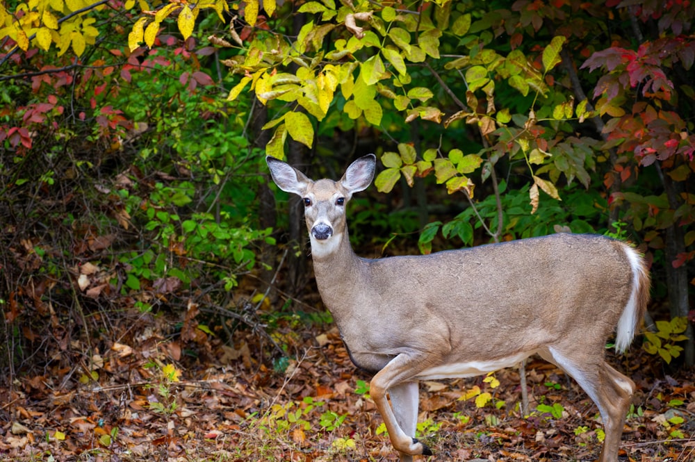 a deer is standing in front of some trees