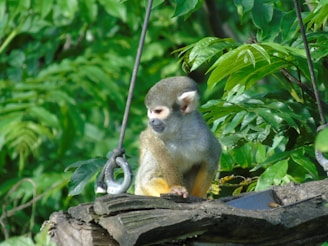 A small monkey with white and gray fur sits on a wooden platform surrounded by lush green leaves. The monkey appears to be holding a metal ring, with its gaze directed towards the side. The scene is set in a vibrant jungle or forest.