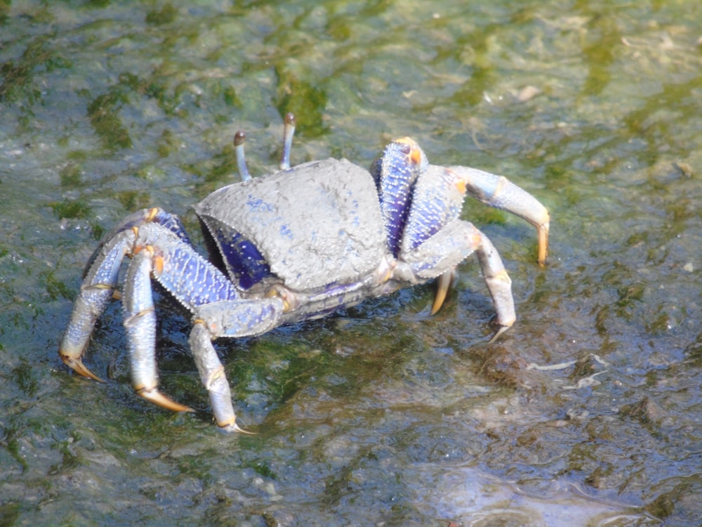 a blue crab sitting on top of a body of water