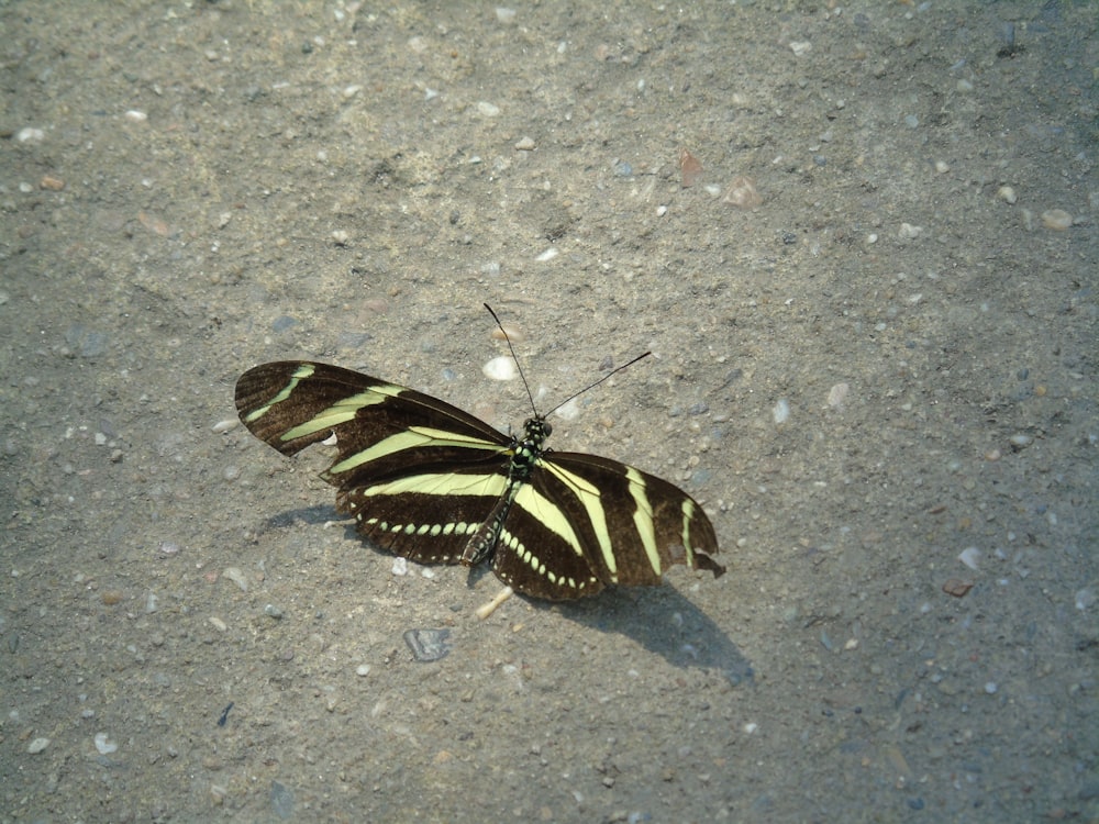 a striped butterfly sitting on the ground