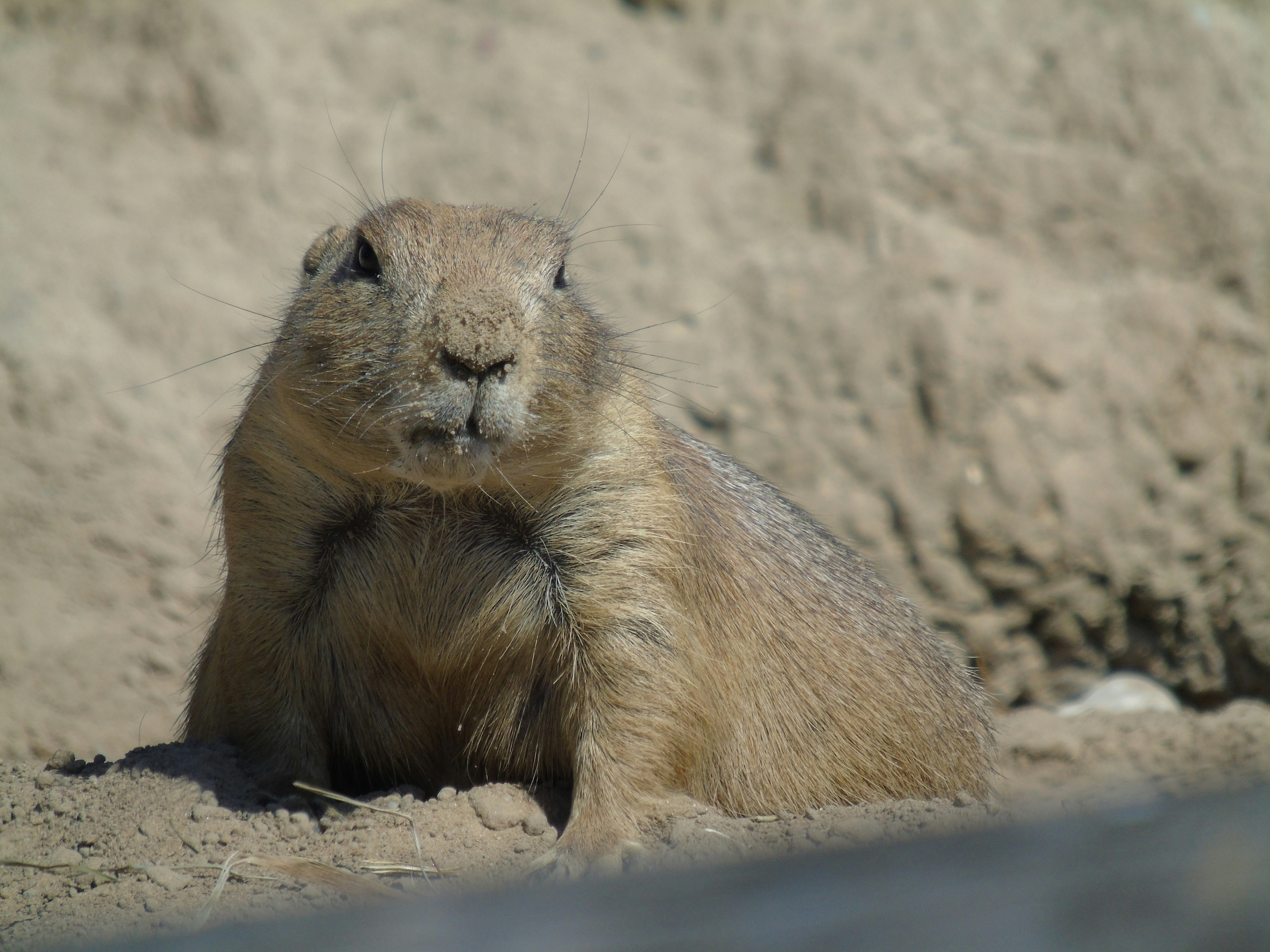 a close up of a small animal on a dirt ground