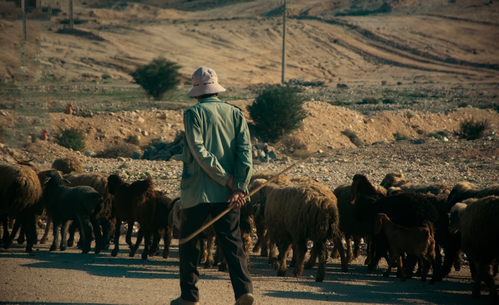 Un hombre pastorea un gran rebaño de ovejas