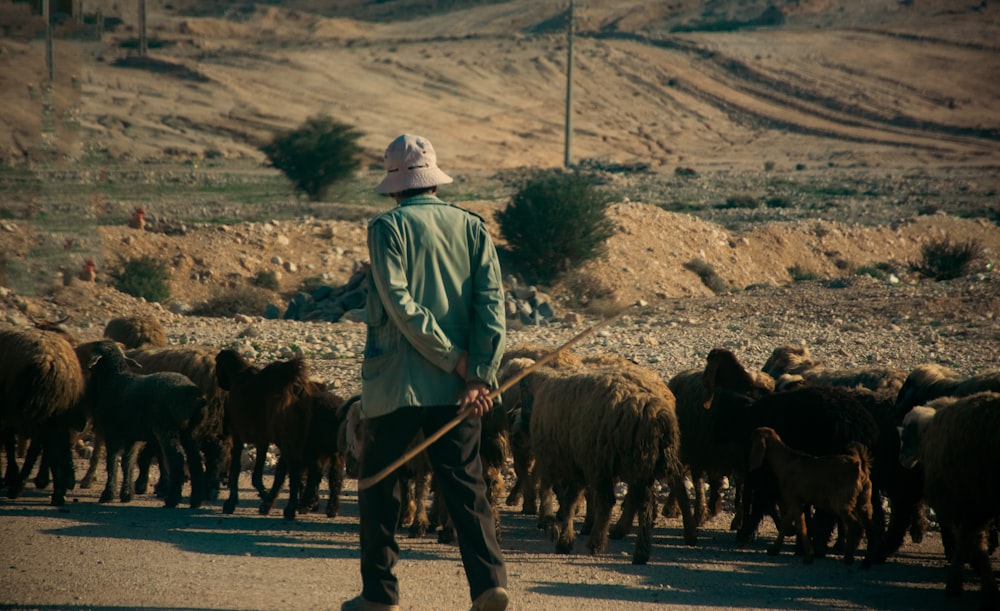 a man is herding a large herd of sheep