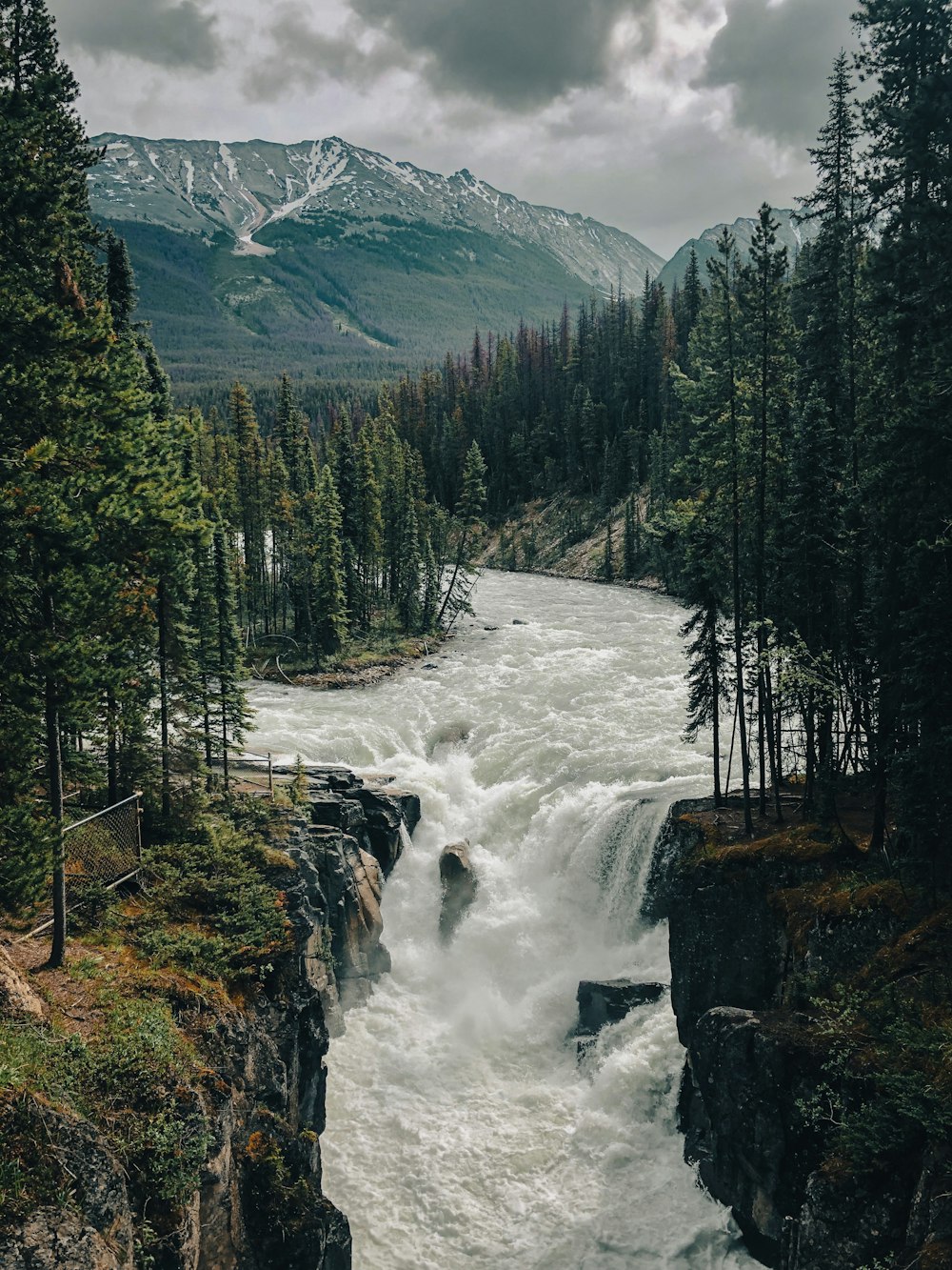 a river flowing through a lush green forest