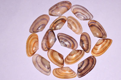 A collection of colorful búzios shells arranged in a circle on a cloth with mystical patterns.