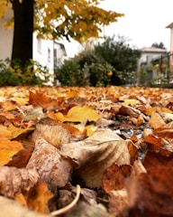 A team raking autumn leaves in a residential yard with trees showing fall colors.