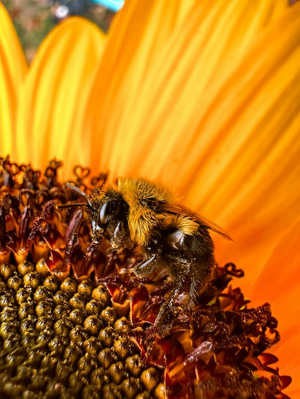 a close up of a bee on a sunflower