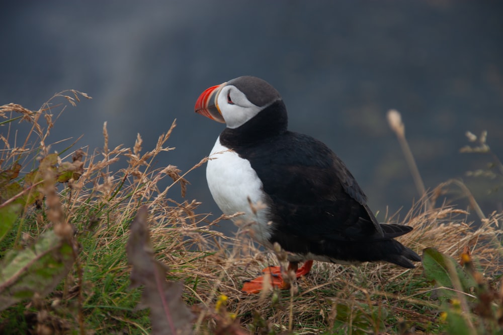 a black and white bird standing on top of a grass covered field