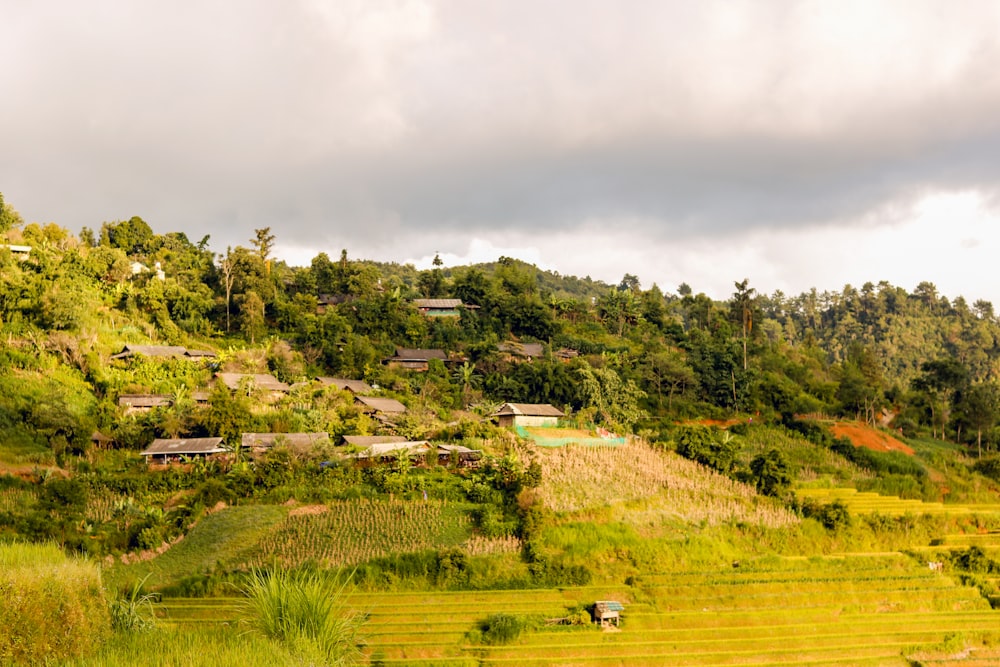 a lush green hillside covered in lots of trees