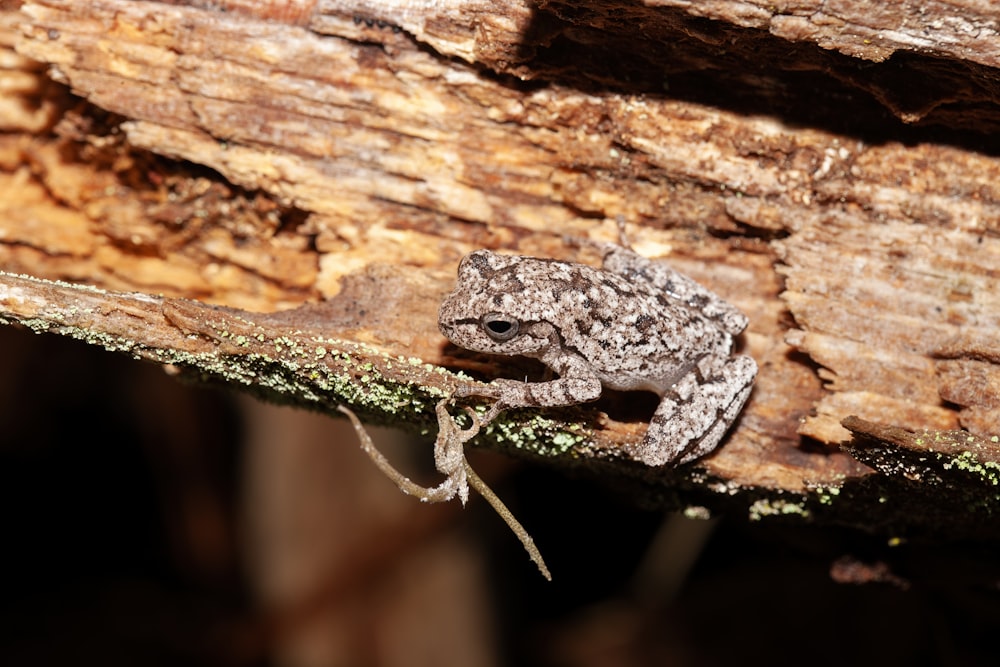 a small gray frog sitting on top of a piece of wood