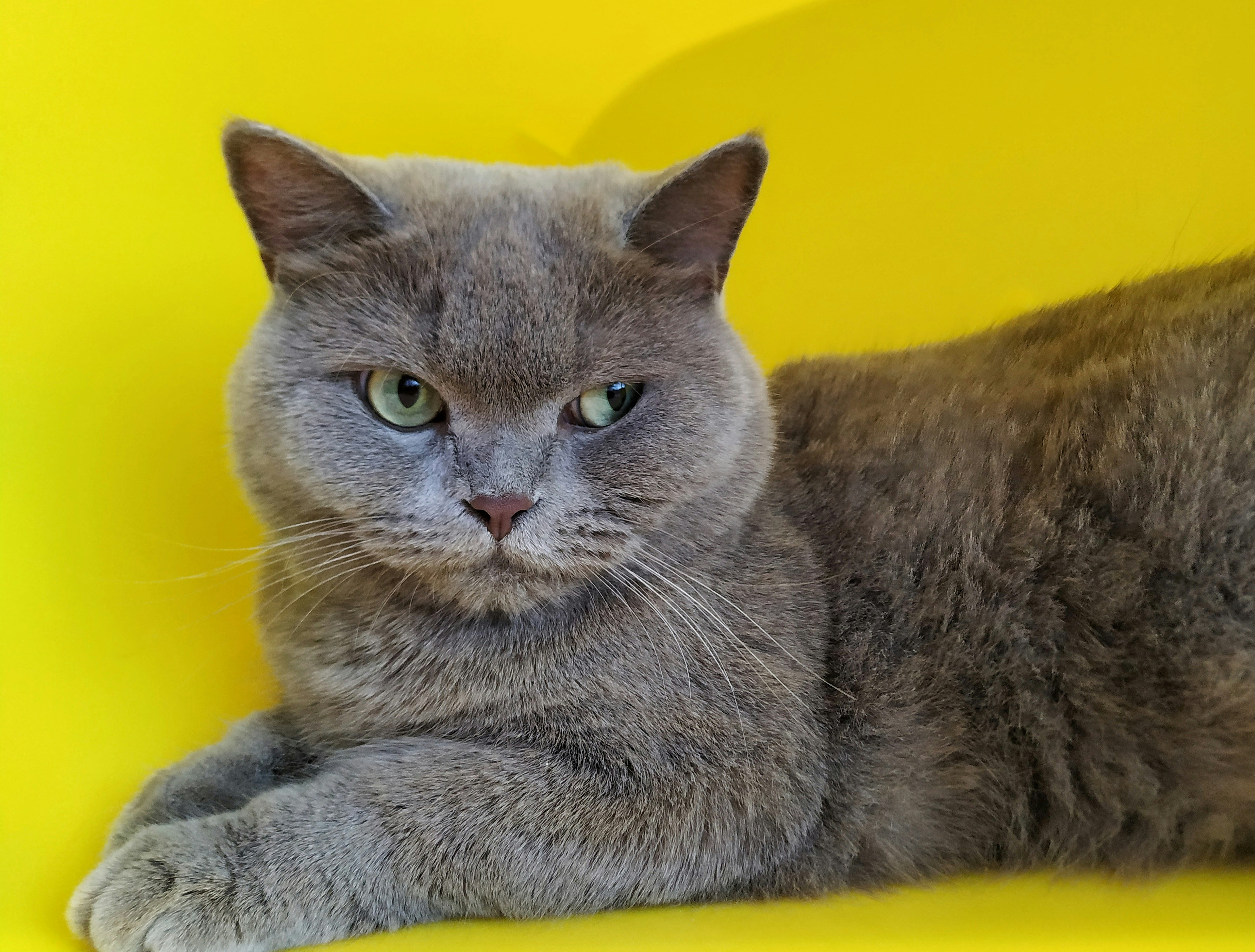 黄色い椅子に座っている灰色の猫