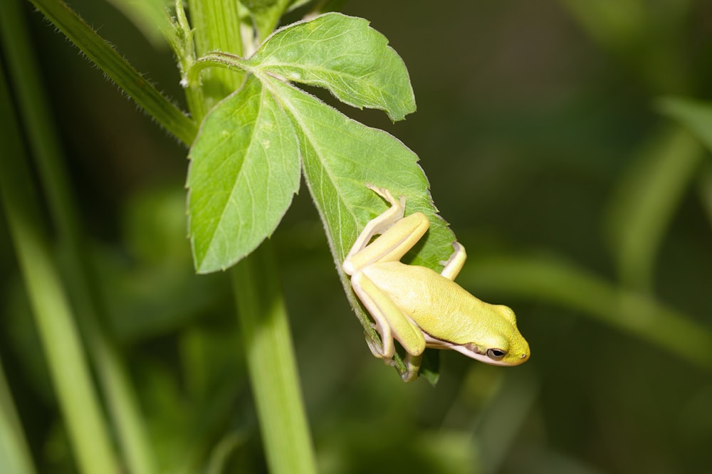a yellow frog sitting on top of a green leaf