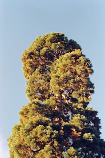 a tall tree with lots of green leaves