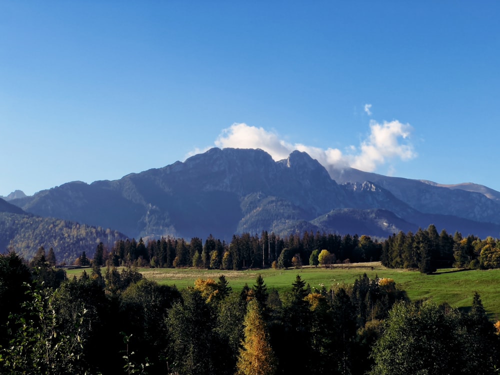 a view of a mountain range with trees in the foreground